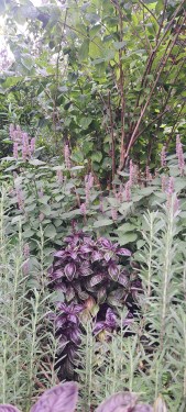 Herbs as Ornamental Plants in the Garden
