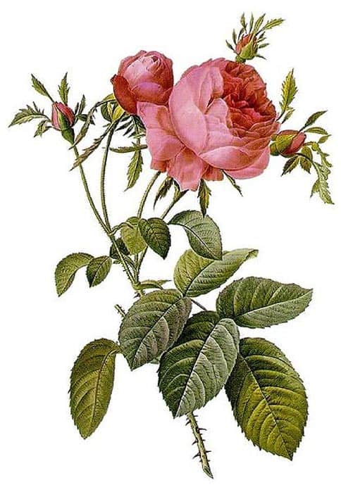 Botanical print of a pink rose with green leaves and buds on a white background.