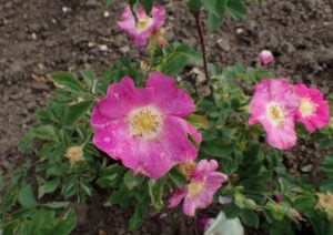 Photograph of prairie rose flowers