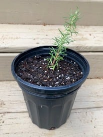 Propagating Rosemary Plants with Stem Cuttings