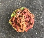 rudraksha seed