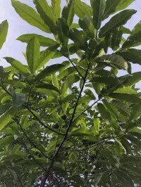 Rudraksha Tree – A Medicinal Tree of India and Nepal