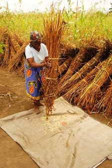 A woman shakes out a bundle of dried sesame plants over a tarp