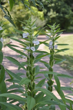 Herb of the Month: “Open Sesame”