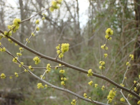 Spicebush to the Rescue