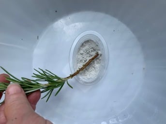 Stem cutting