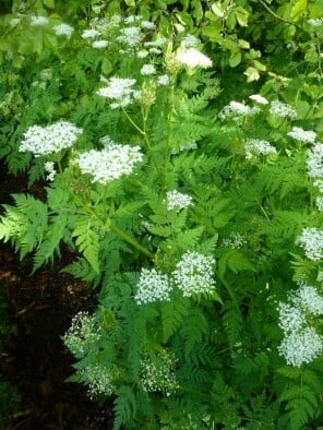 Finely divided green leaves and small white flowers of sweet cicely