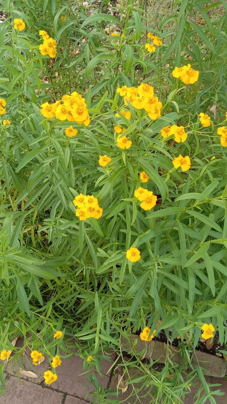 Mexican Tarragon