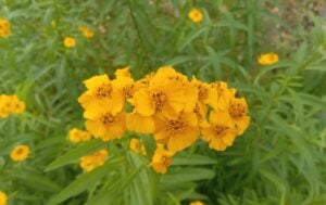 Photo of Tagetes lucida flowers