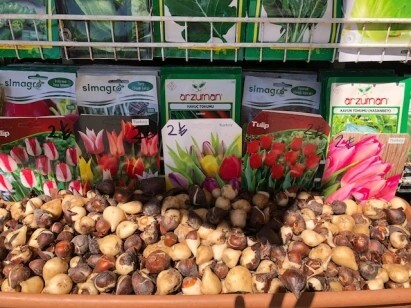 Tulips