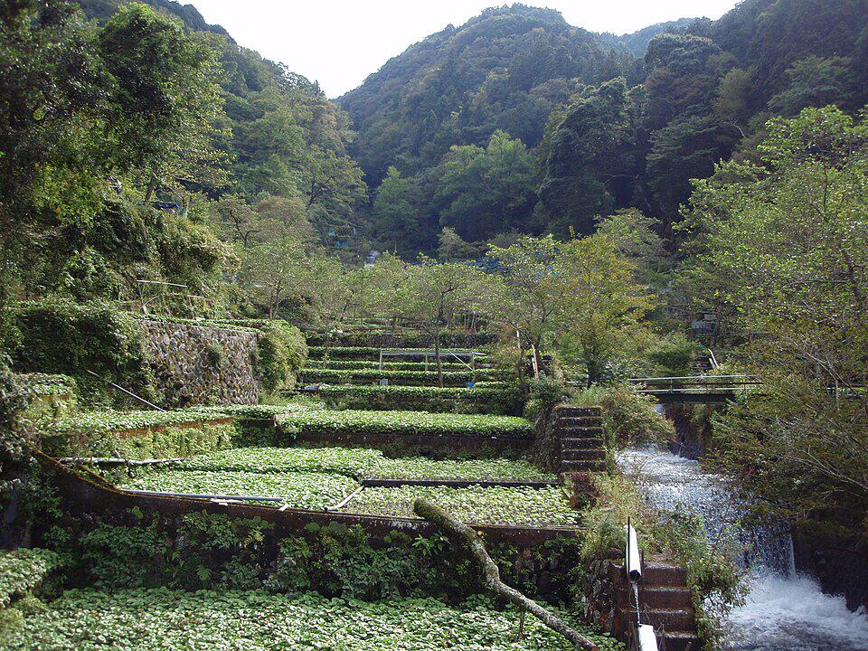 Terraced garden of wasabi being grown.
