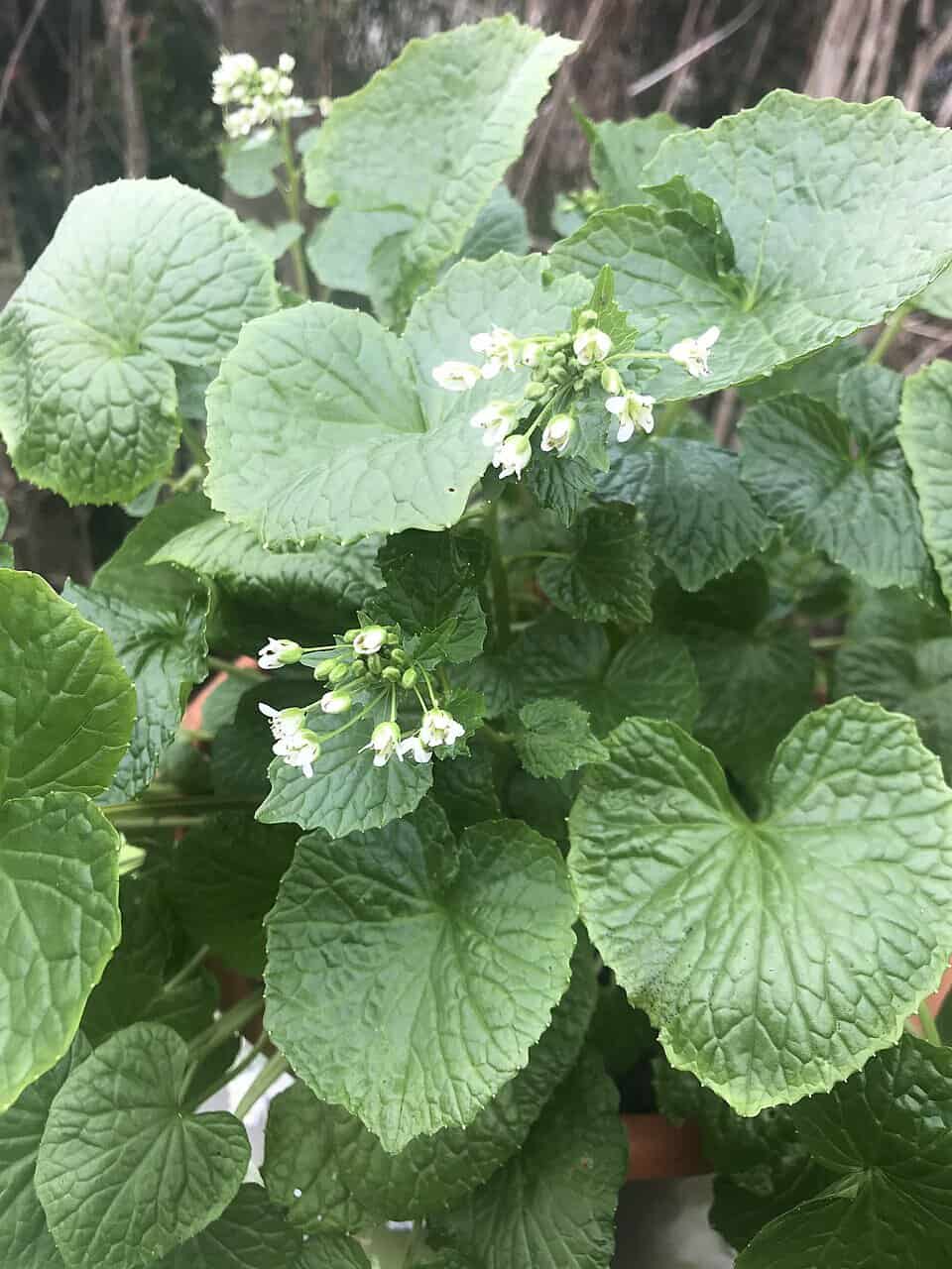 Close-up of wasabi plant with green leaves and white flowers.