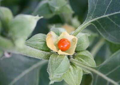 The Horsepower of Ashwagandha