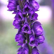 Wolfsbane plant