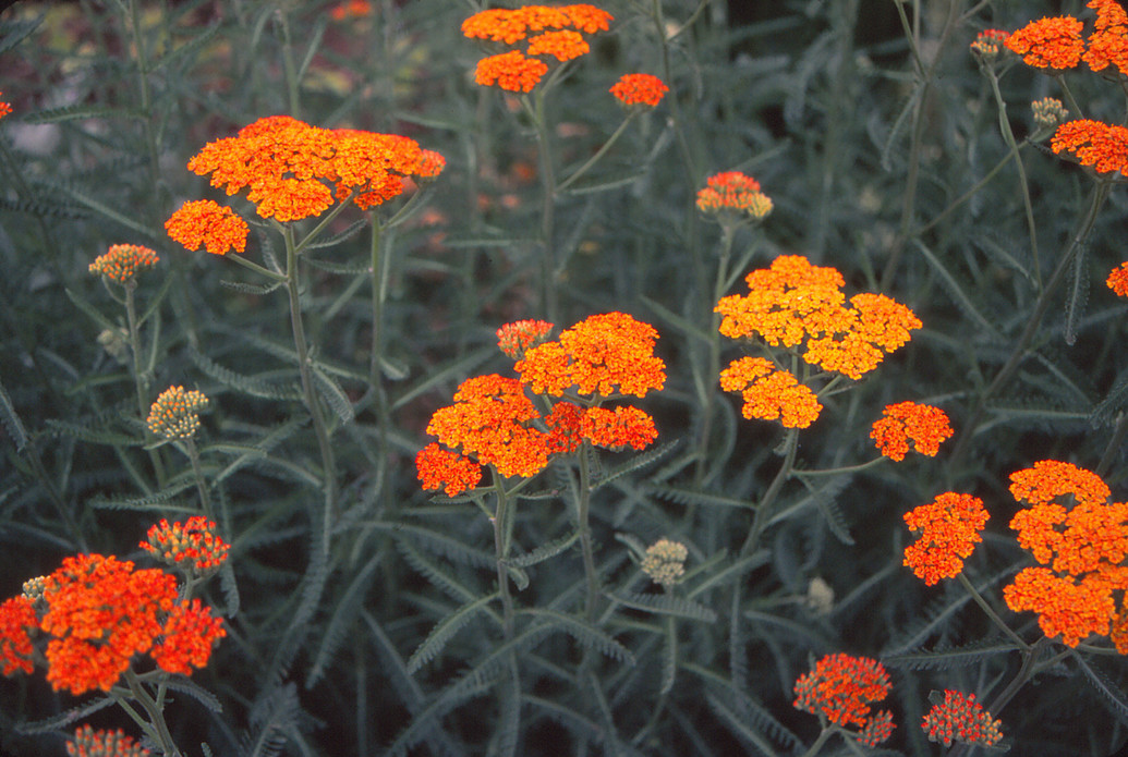 Achillea Terracotta 2 by Chrissy Moore