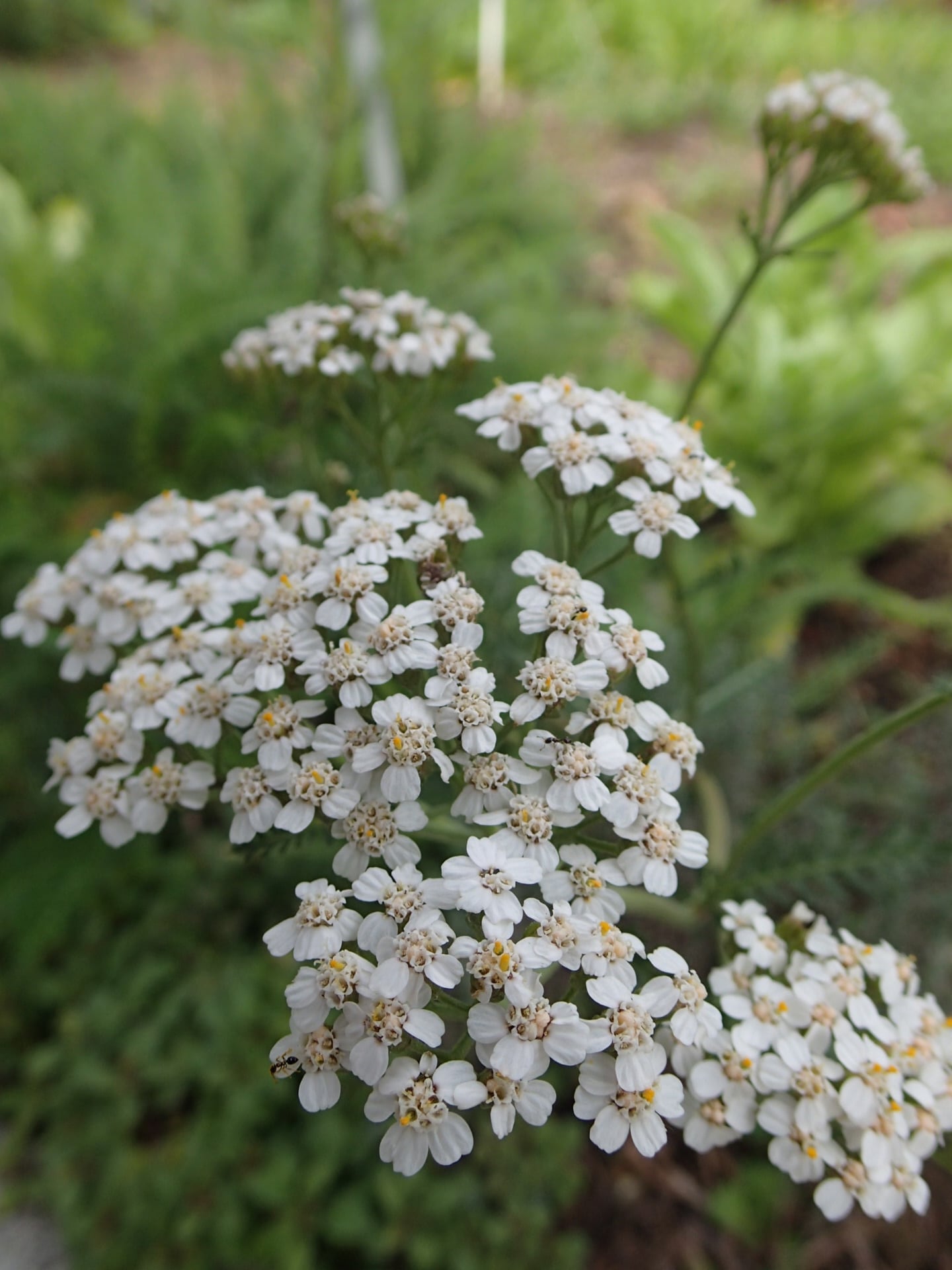 A closeup of the white flowers of Achillea millefolium