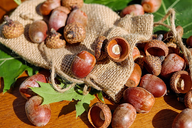 Acorns scattered on a burlap bag