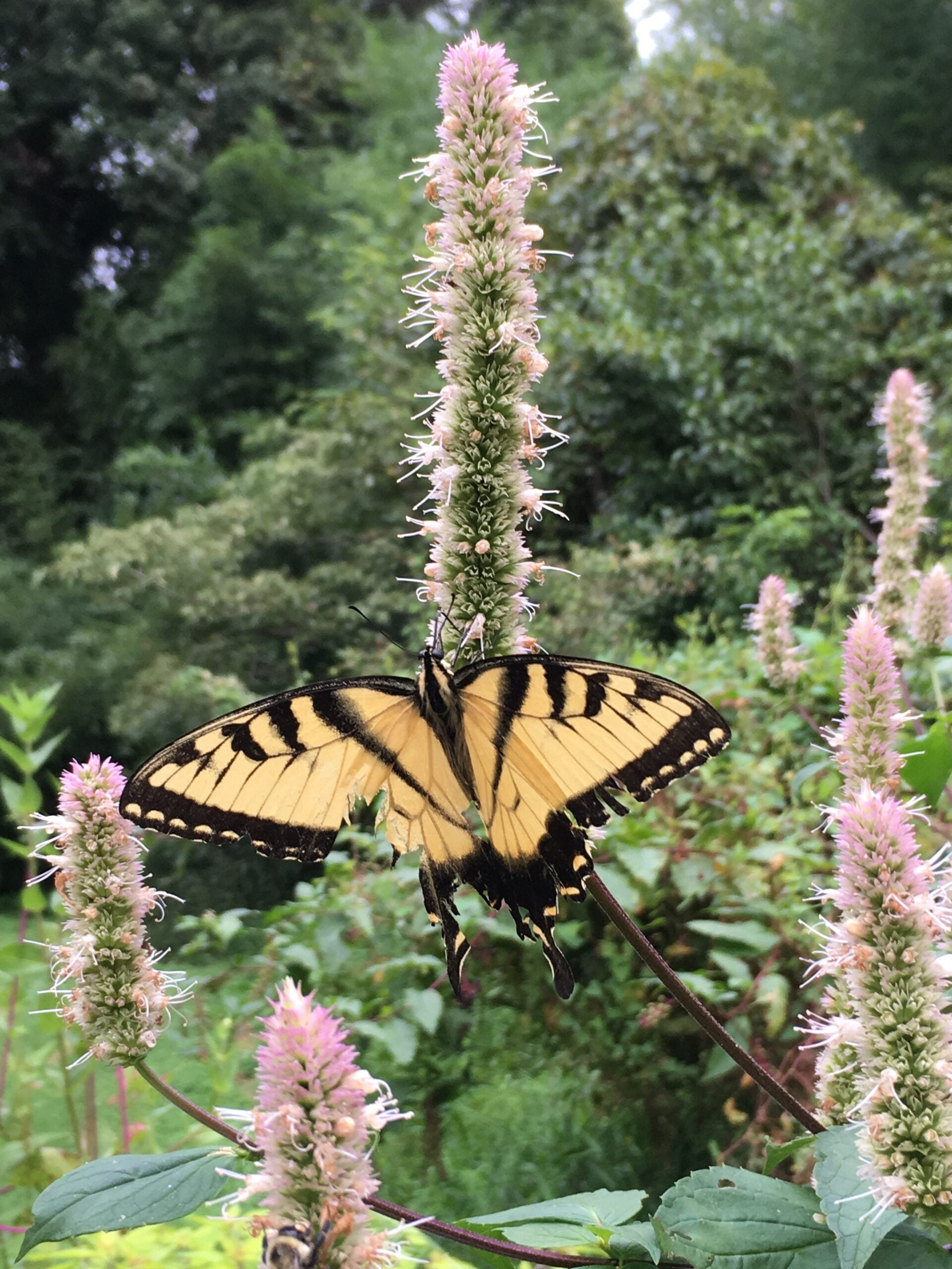 agastache-foeniculum