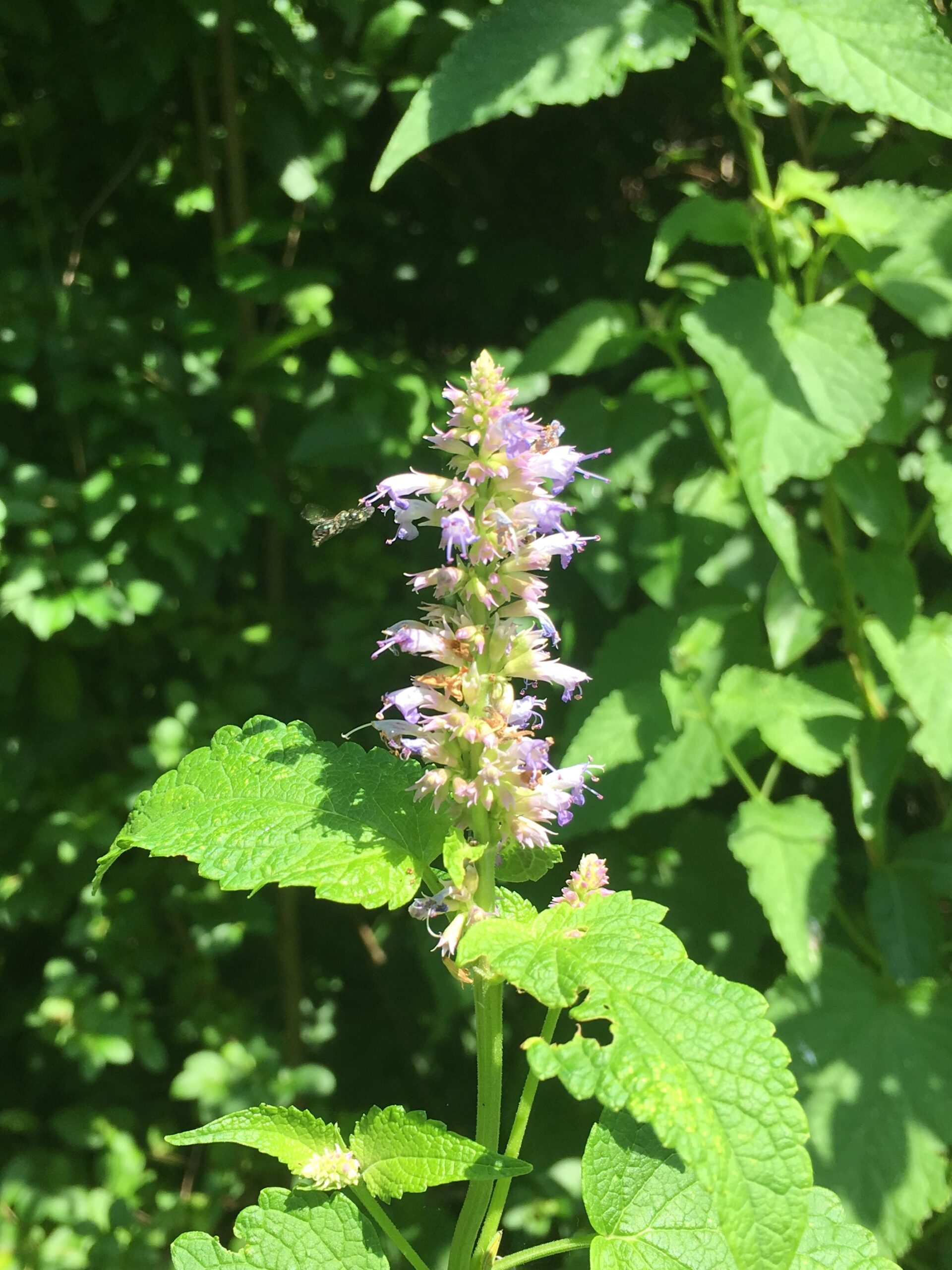 agastache with insect flying