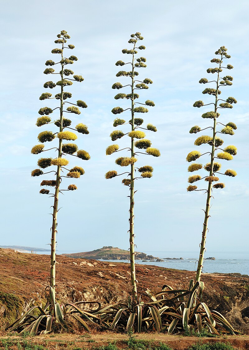 Tall flower stalks of Agave americana near the ocean