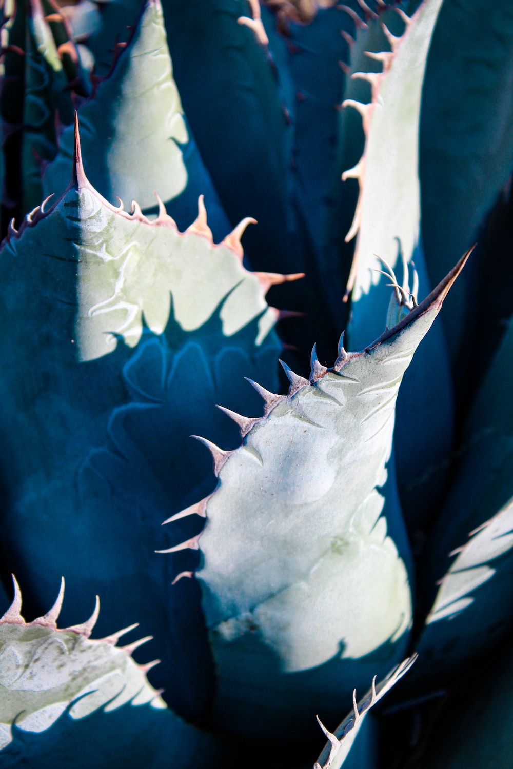 Leaves and spiky tips of an agave plant