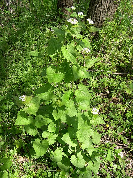 A clump of garlic mustard plants (Alliaria petiolata) with white flowers