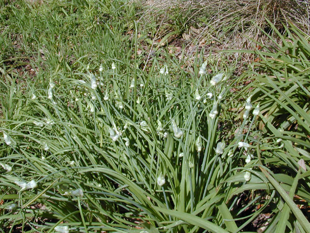 allium clump