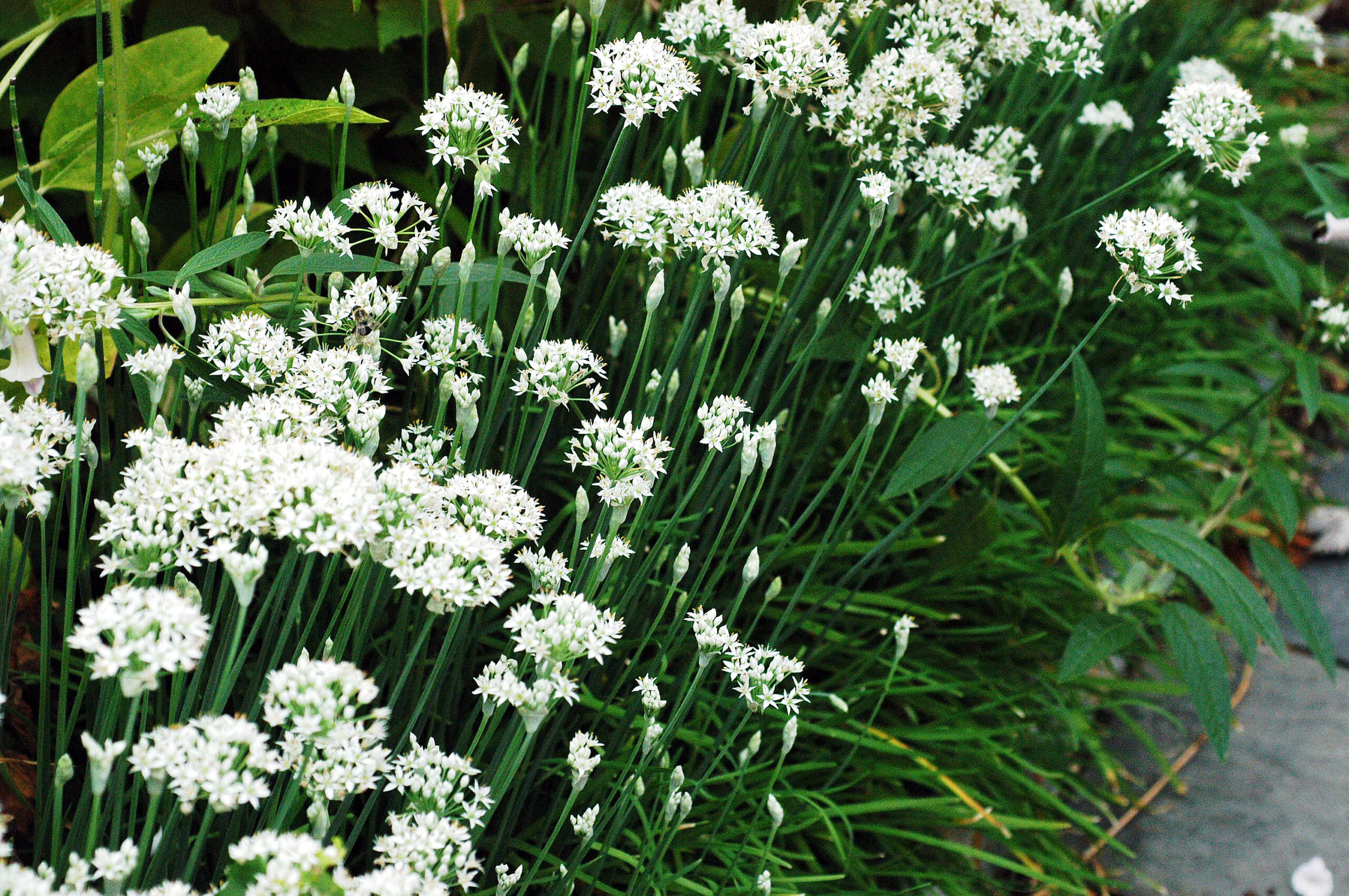 Garlic Chives