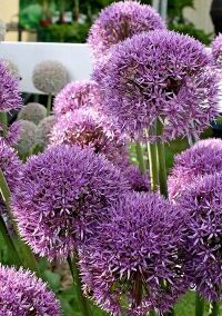 The National Herb Garden Rocks!