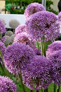 The National Herb Garden Rocks!