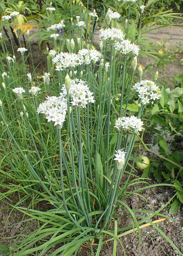 Garlic Chives – June Herb of the Month