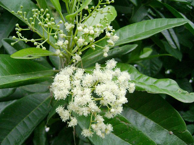 Small white flowers of the allspice tree