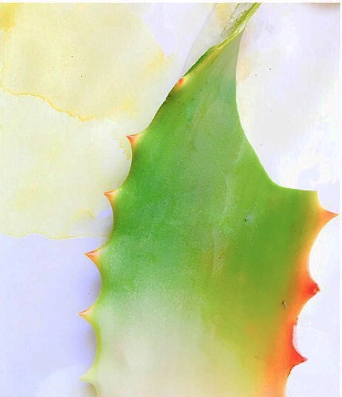 ALOE DYE