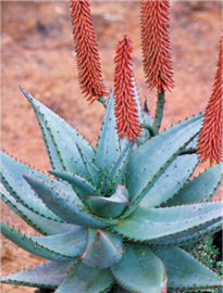 The thorny leaves and reddish brown flower spikes of Aloe ferox (cape aloe)