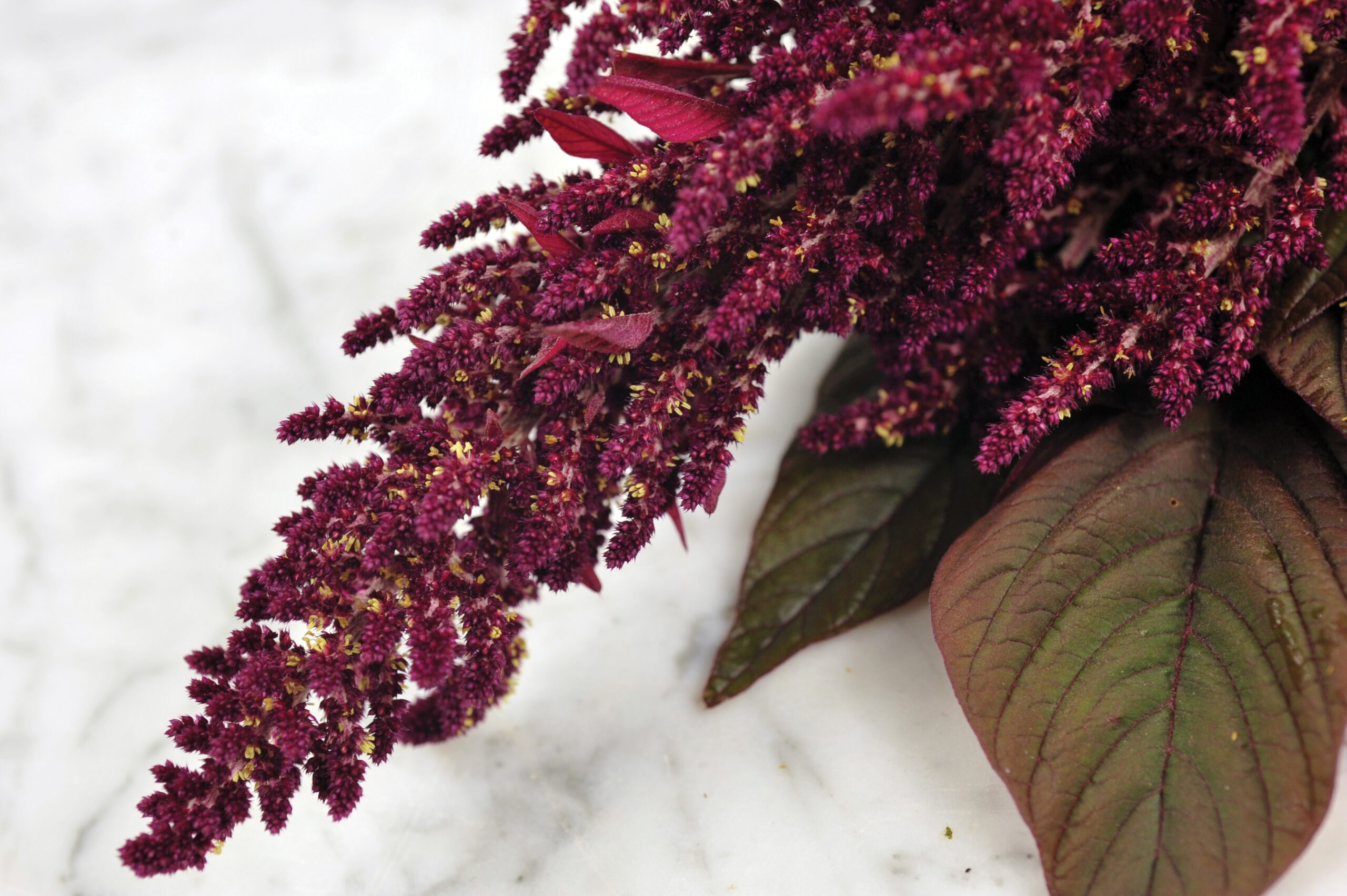 Amaranth Karala Red LSS