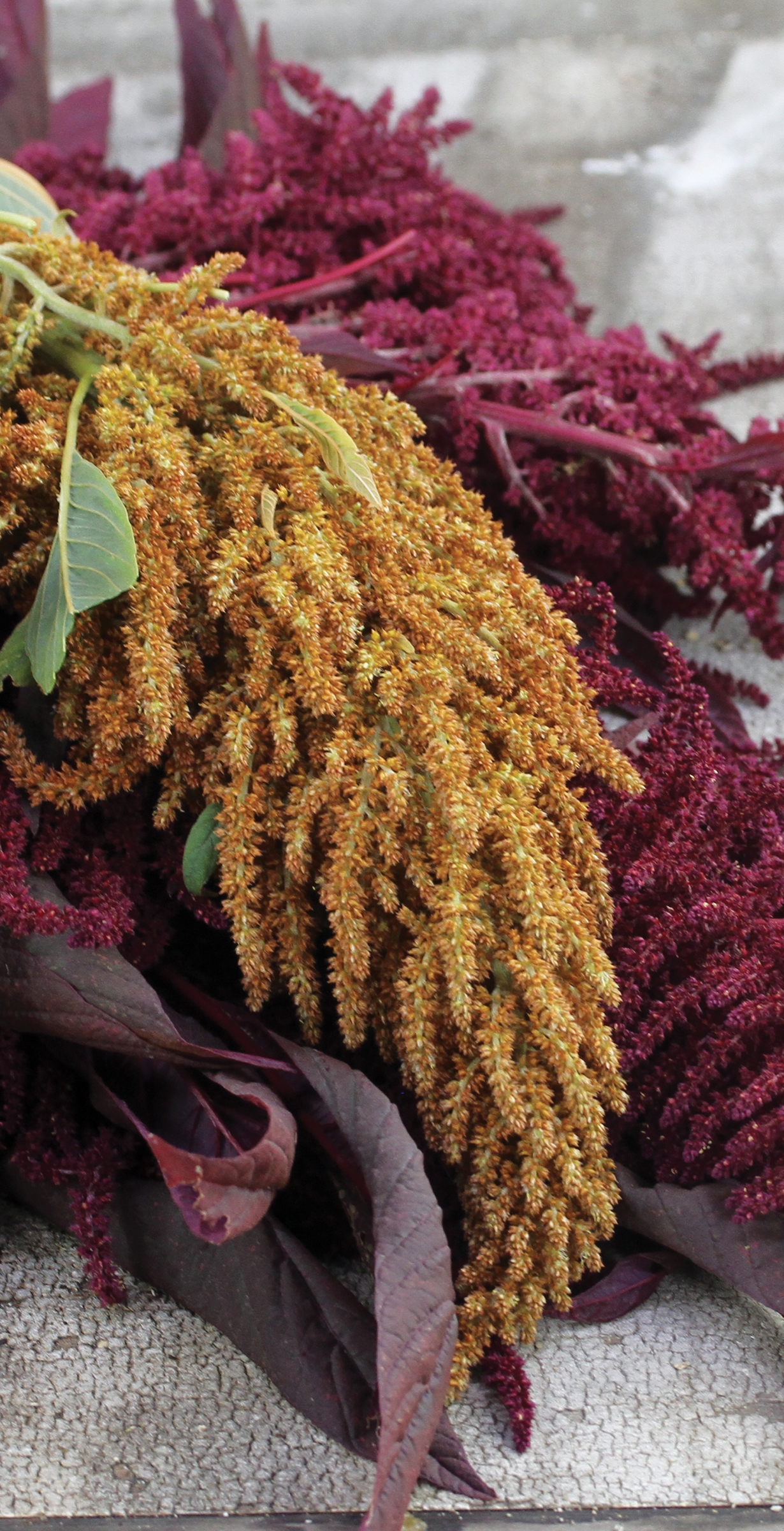 Amaranth Kerala red and Orange Giant_1