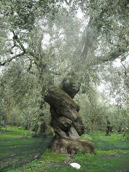 An old gnarled olive tree