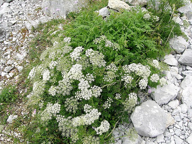 White anise flowers and feathery green foliage against white gravel
