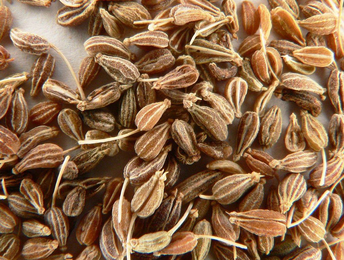 Close up of aniseeds
