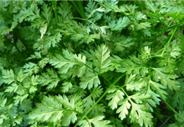 The finely divided, waxy leaves of Anthriscus cerefolium (chervil)