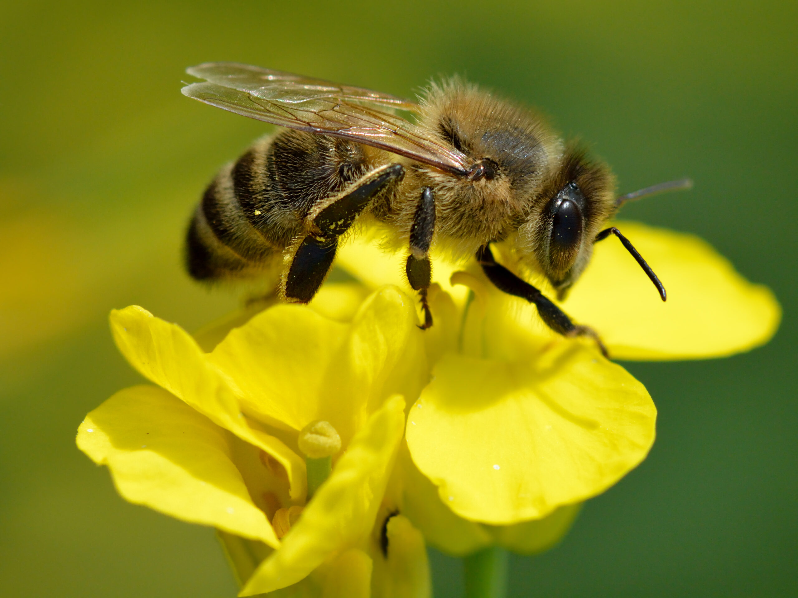 Honey bee on a yellow flower