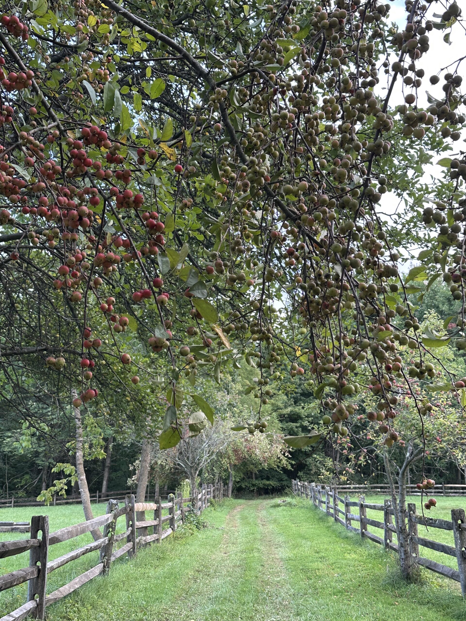 Apple trees in Autumn