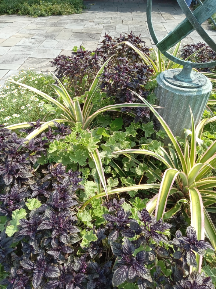 Pelargonium in garden display with variegated pineapple and purple basil