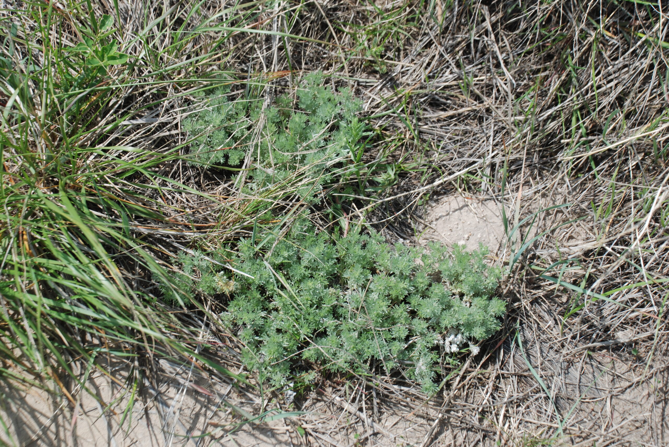 Artemisia frigida foliage