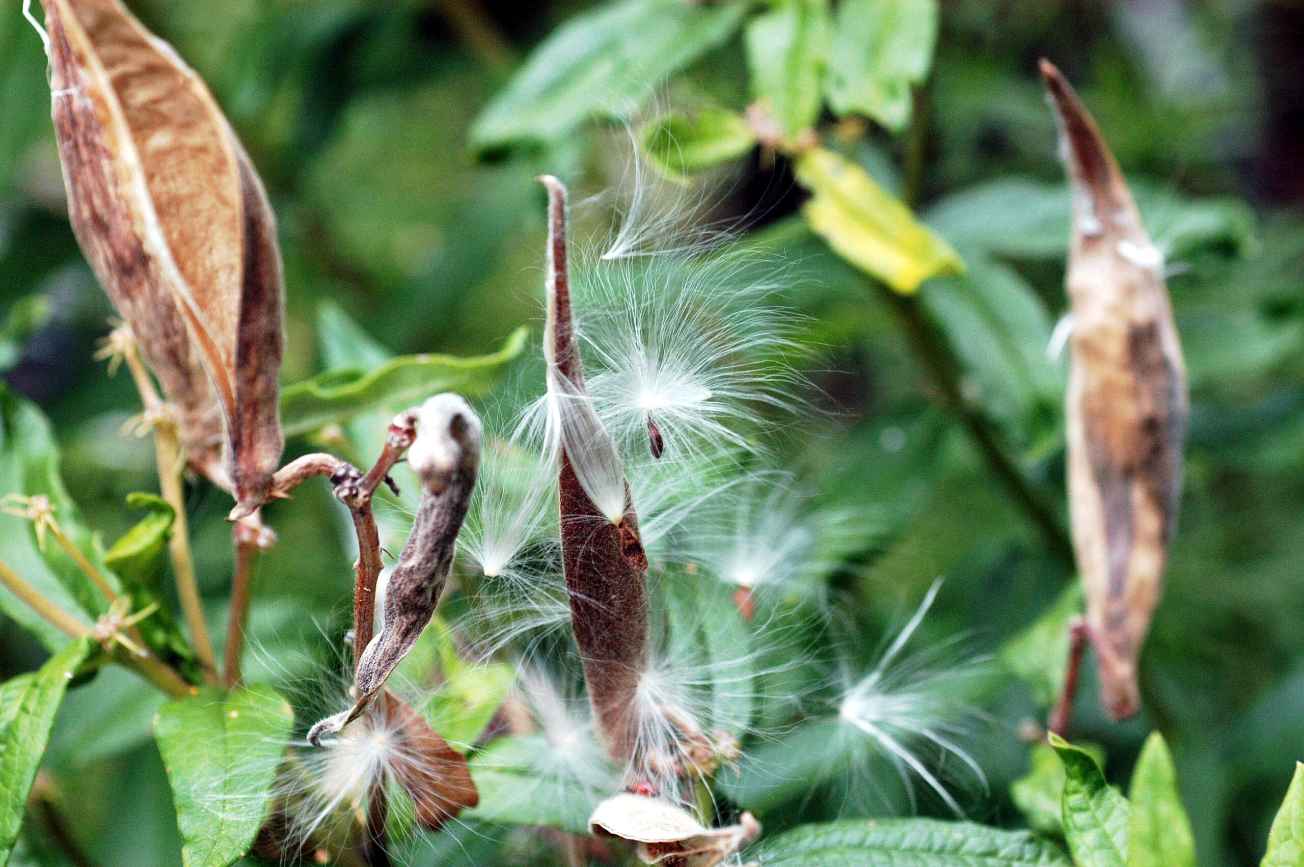 Asclepias tuberosa seeds with their white floss