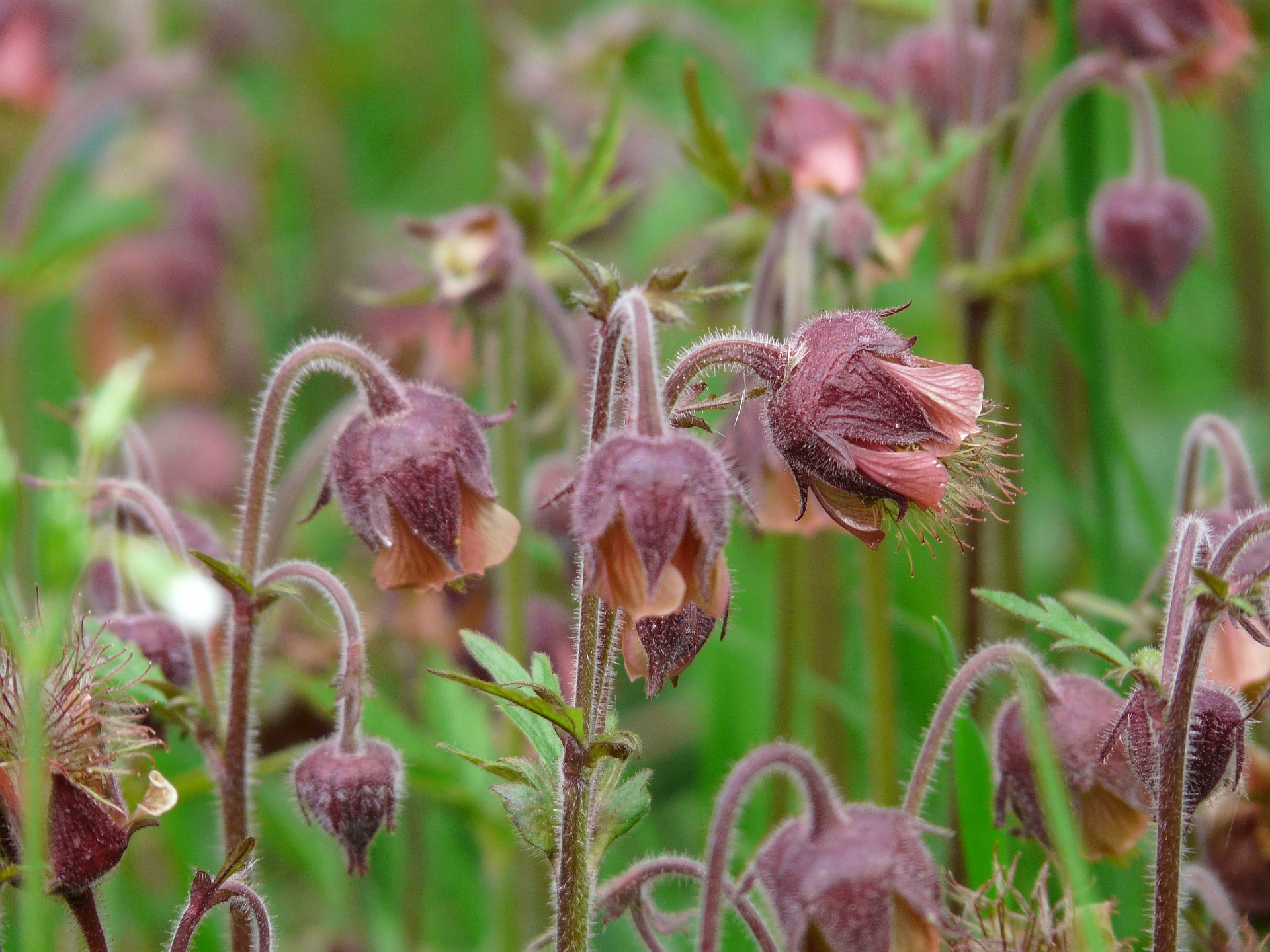 Avens