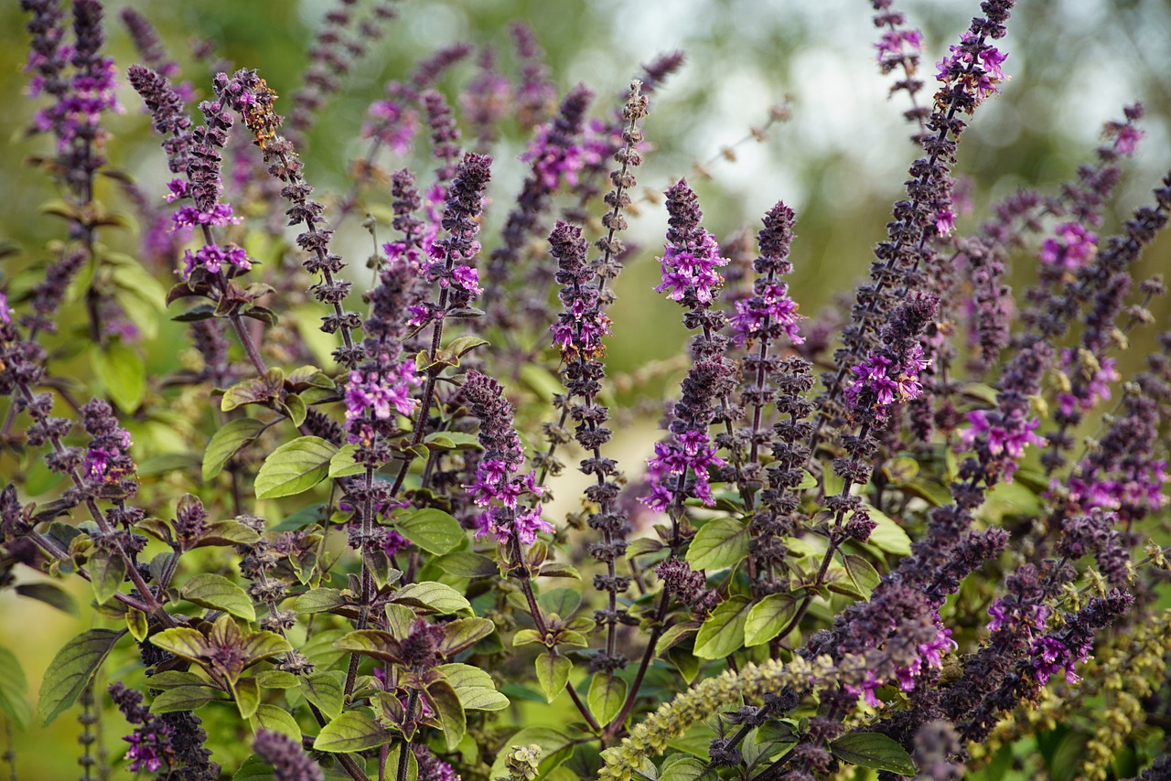 Purple flower spikes of basil plants