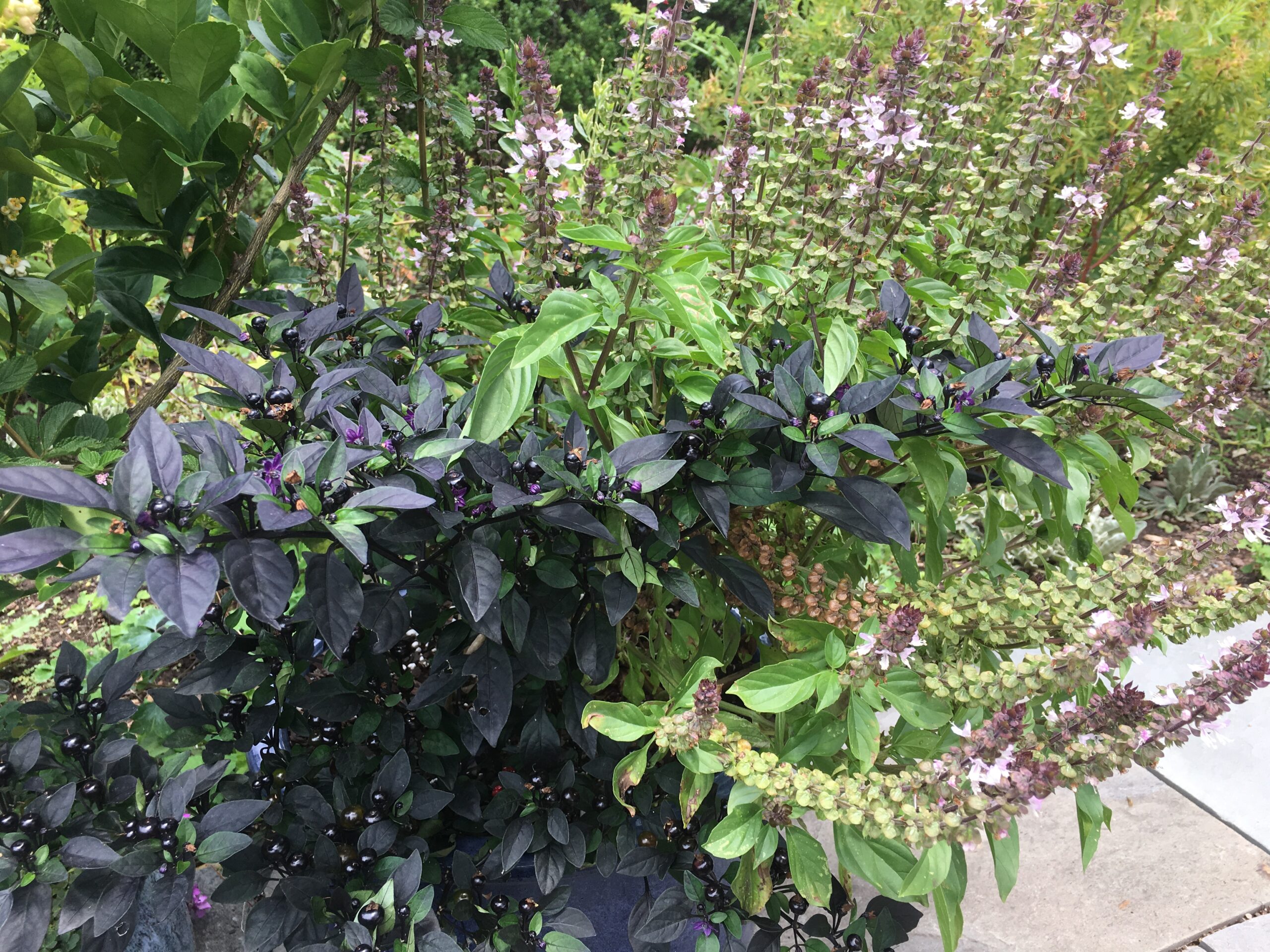 basil in container
