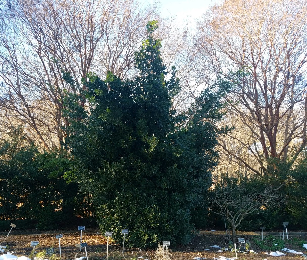 Bay laurel as a small tree