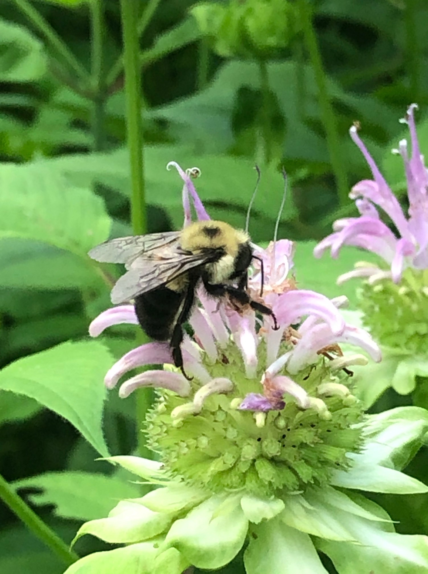 bee-on-m-fistulosa